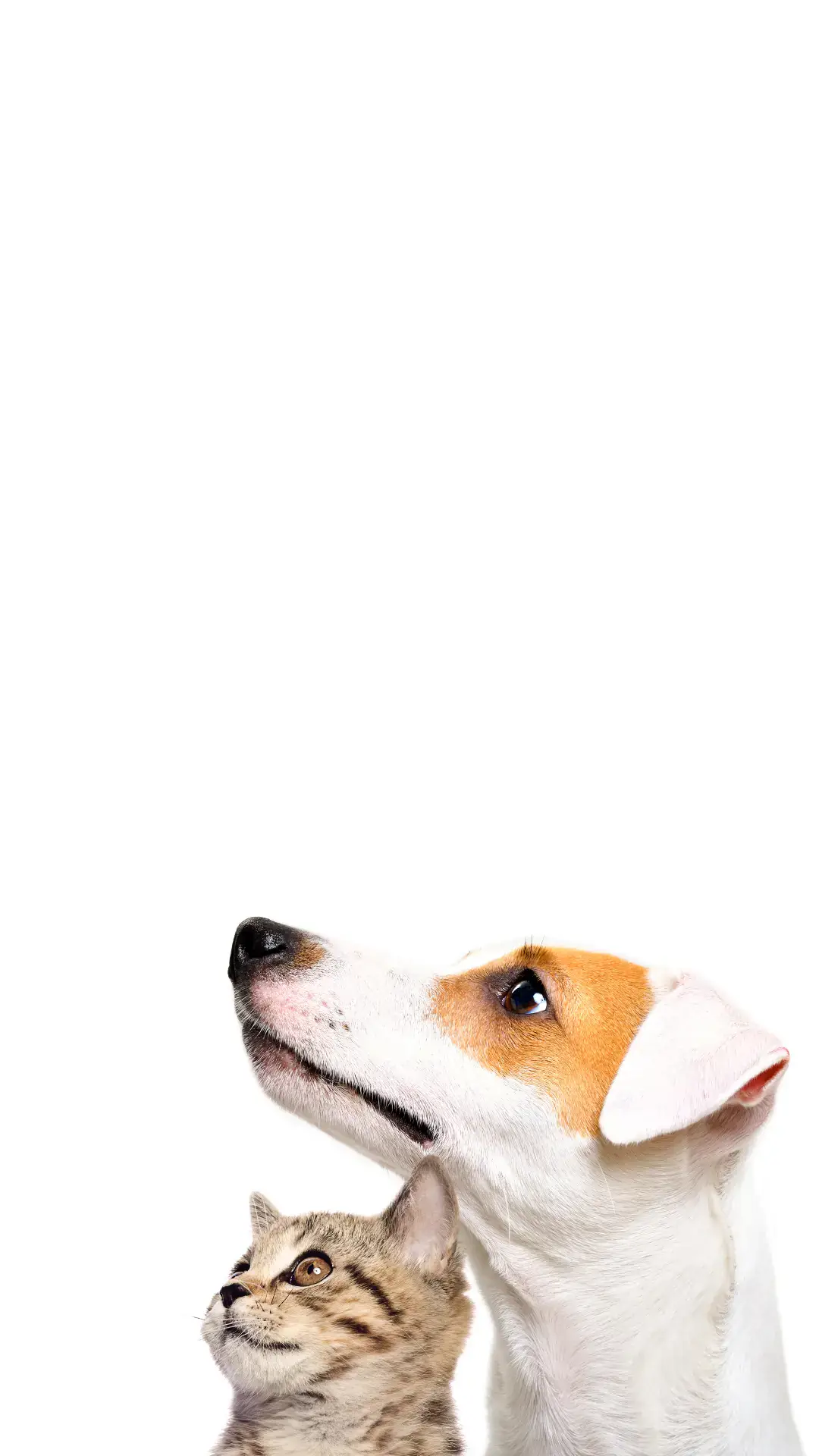 Perro y gato mirando hacia arriba - Veterinaria Ramón Cruz